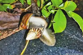 注意！千万别碰雨后路边频现的大蜗牛图片