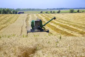 （社会）新疆昭苏进入收麦季图片