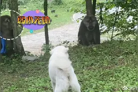 惬意！四川一小伙喂猴5年成猴王图片