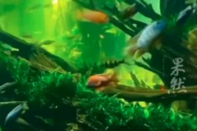 重庆男子花一年时间打造巨型造景鱼池，价值一套房，放满水需7天图片