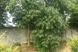 菩提树与无患子图片