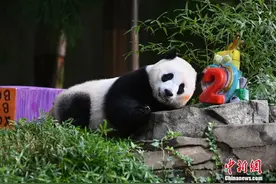 旅美大熊猫幼崽“小奇迹”迎两周岁生日图片