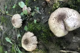 肉褐鳞环柄菇出现在北京公园，市疾控提醒勿采勿食图片