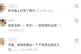 “家里进了很多像蟑螂一样的虫子！”京津冀现不明黑色昆虫！专家释疑图片