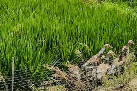 二十四节气｜处暑：稻田里，听取鸭声一片图片