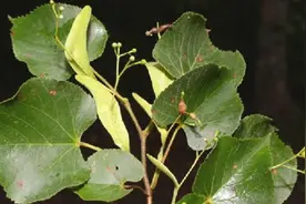 天台菩提树图片