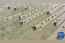 贵州岑巩：释放更多水稻制种红利图片