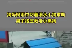 狗妈妈叼溺水小狗求助陌生人，男子按压救活小狗图片