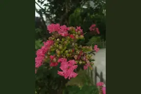 紫薇，你真的美极了图片