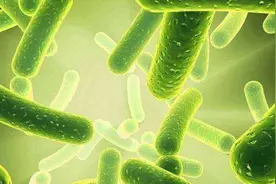 益生菌是不是“智商税”？图片