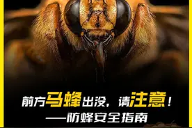 嗡嗡嗡……马蜂来袭别惊慌 这些防蜂秘籍快收藏图片