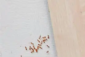 怪事！西安一小区多户业主家出现成群蚂蚁 连床上衣柜饭菜里都有图片