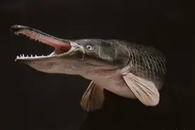 “鳄雀鳝”哪儿去了？图片