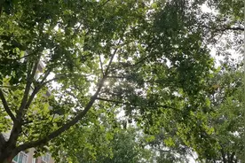 出伏啦！今夏山东经历了51个高温天 未来一周最高温低于30℃图片