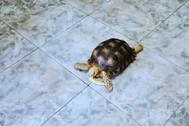 这种乌龟不能养！女子捡到它，没想到“大有来头”图片