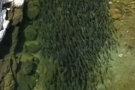 罕见，在秦岭黑河！“水中贵族”细鳞鲑鱼成群结队游弋图片