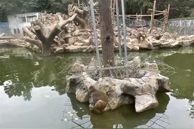 合群失败！看遍南京美景的“网红猴”被胖揍到不敢睡觉图片