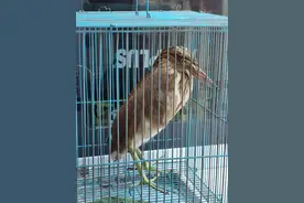 注意！发现这种鸟，不要徒手触碰，并及时求助图片