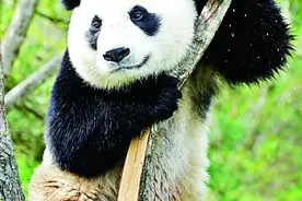 这里不止有“四宝”图片