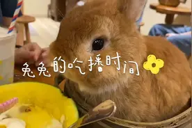 上海一宠咖招牌是价值两万的侏儒兔，异宠也成卖点！越稀有的动物越可爱？图片