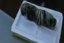 女子取快递，竟收到一只小老虎尸体……图片