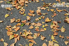 一叶知秋！南京银杏树、梧桐树提前落叶图片