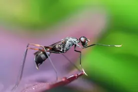 南方蚊子疑似变少，网友：终于连蚊子都要被热死了？图片