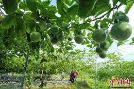 福建武平：百香果喜丰收 新品种受青睐图片