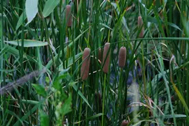 “浦江第一湾”有一波本领高强的“神秘生物”正“浮出水面”，快来看图片