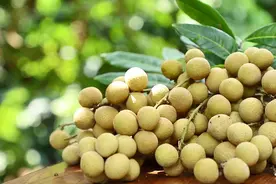 又脆又甜！这个新品种，在广东诞生！图片