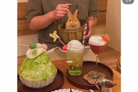 上海一宠咖招牌是价值两万的侏儒兔！“异宠热”正在升温？图片