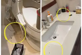 马桶里爬出大老鼠、三周在家里抓住5只蟑螂……浦东这个小区环境惹业主忧心图片