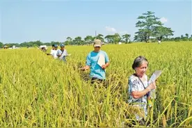 “我们相信中国杂交水稻技术”图片