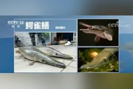 近期多地发现“怪鱼”鳄雀鳝！它究竟什么来头？图片