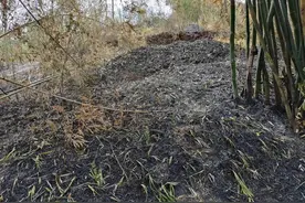 57岁女子给丈夫上坟烧纸 引发山火被行拘10天图片