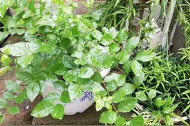 庭院养的茉莉长成了树图片