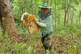 在悬崖上采蜜，被野蜂追着蜇……这些云南女性为什么选择回到大山创业？图片