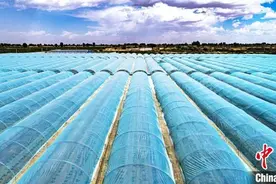 台湾伏地甜瓜落户西北小城变吊瓜 巧打“错峰稀缺牌”富农图片