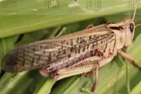 童年趣事｜逮蚂蚱图片