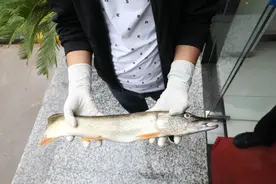 陕西沣惠渠现“怪鱼”？警民排险发现原来是它......图片