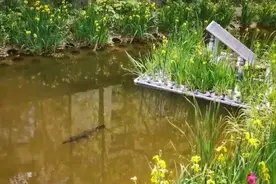 上海小区里现“怪鱼”！50厘米长，可能袭击人图片