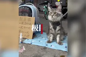 当事人回应“带猫创业抱一次500元”：都是噱头，没真正收过钱图片