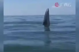 有“鲸”喜！广西防城港海域发现布氏鲸图片