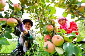 祁连山下的矮化密植苹果熟了图片
