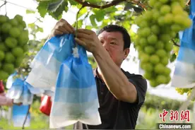 山西老兵退伍不褪色：发展特色种植 乡村振兴路上再做“标兵”图片