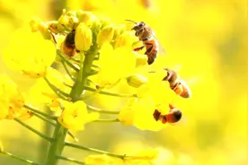 蜂蜜、蜂蜜面膜、蜂蜜口红……看宁津养蜂人如何“追花逐蜜”酿造甜蜜事业图片