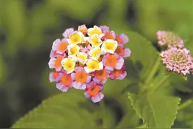 网格化普查 阻击外来物种入侵图片