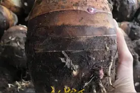 “荔浦芋”维权了！多家商户被起诉商标侵权，网店被索赔40万图片