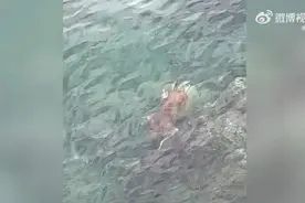 三亚居民拍到猴子在海中游泳 超强憋气能力让当地渔民都直呼厉害图片