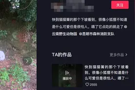 昆明野外发现“白狐”？当地：可能是人工养殖的图片